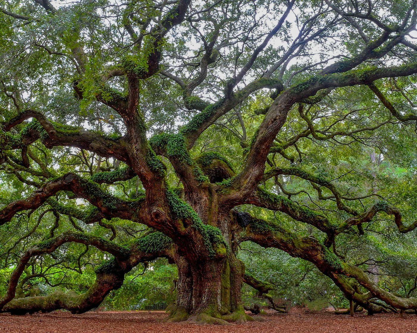 The massive centuries-old Angel Oak on Johns Island